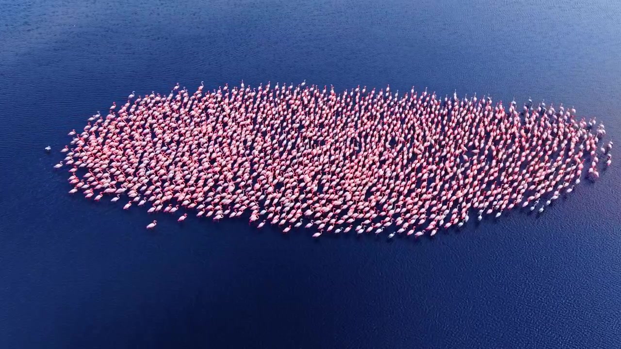 Overhead shot of flamingo flock forming oval pattern, Bulgaria. Drone view captures pink birds clustered on deep blue water.