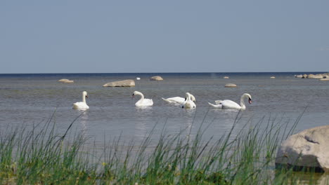 swans at the baltic sea shore