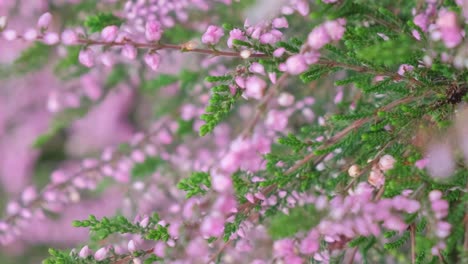 lavender is a genus of plants of the labiumaceae family background from flowers aromatic flower lavender is a genus of plants of the labiumaceae family background from flowers aromatic flower