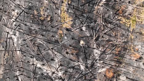 burnt forest, top down drone shot