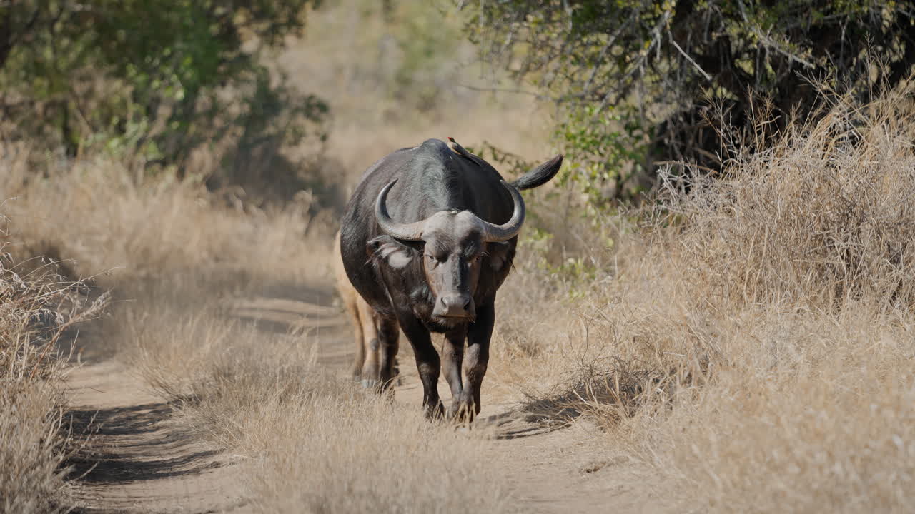 Cape Buffalo on a Dusty Path in the African Savanna