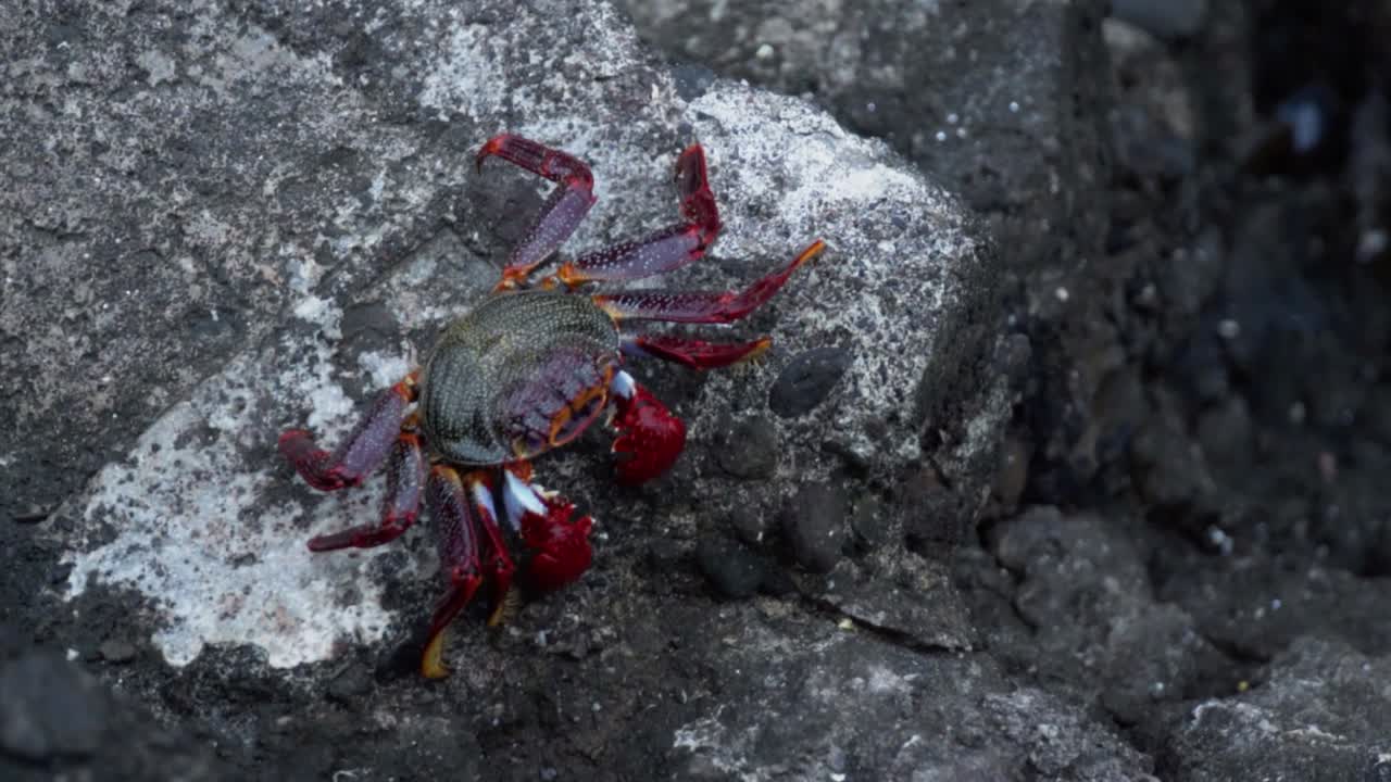 Rød krabbe på steiner
