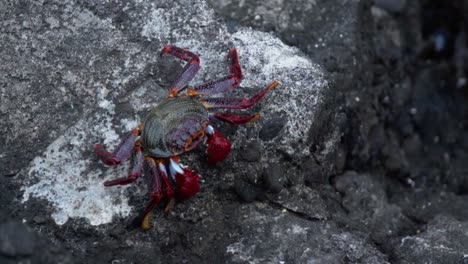 red crab on rocks