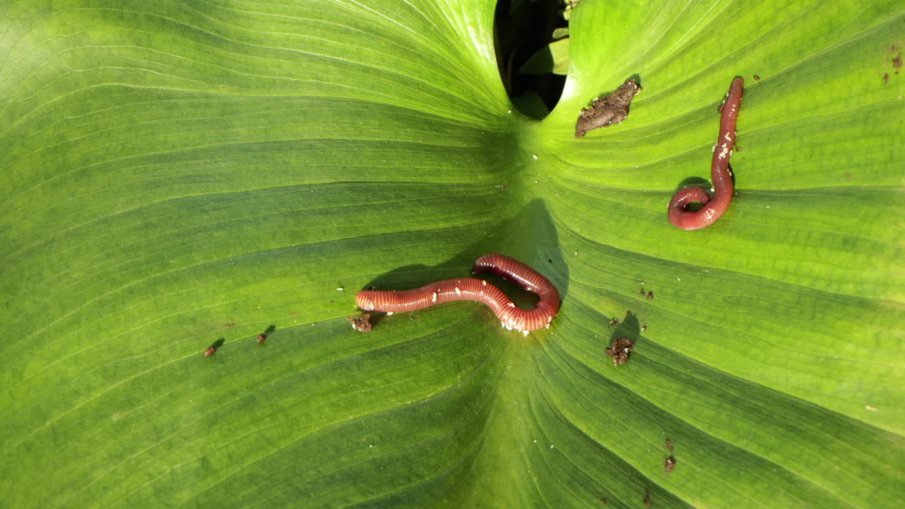 las lombrices se mueven sobre una hoja verde con algo de suciedad en un día soleado