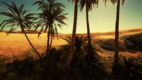 palm trees of oasis in desert landscape