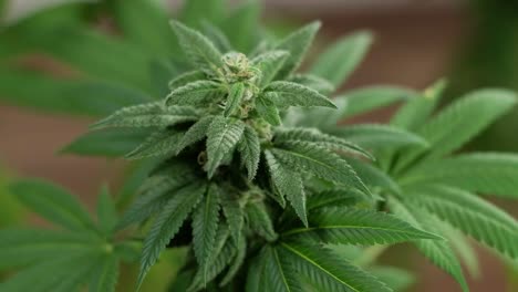 cannabis bloom, marijuana field organic grow of cannabis for medical use.