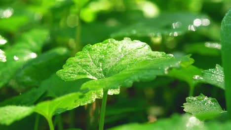 the green plants are swaying in the wind under the sun