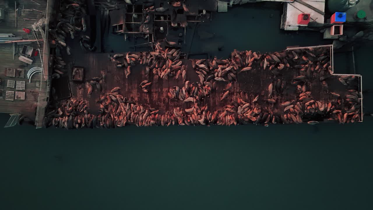 바다 사자, 해파리, 바다 수달이 캘리포니아 모스 랜딩의 마리나 도크 항구에서 움직이고 있습니다.