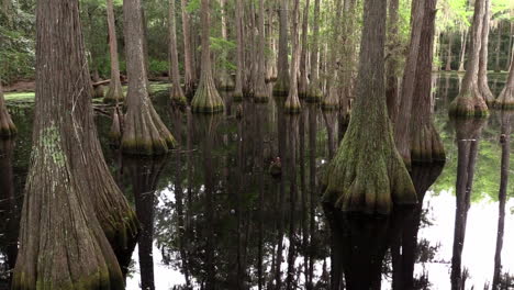 Una-Vista-Panorámica-De-Un-Pantano-De-Cipreses-En-Los-Everglades-De-Florida