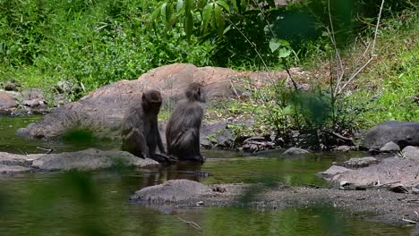 los macacos de cola larga son los monos más fáciles de encontrar en tailandia, ya que están presentes en complejos de templos, parques nacionales e incluso pueblos y ciudades