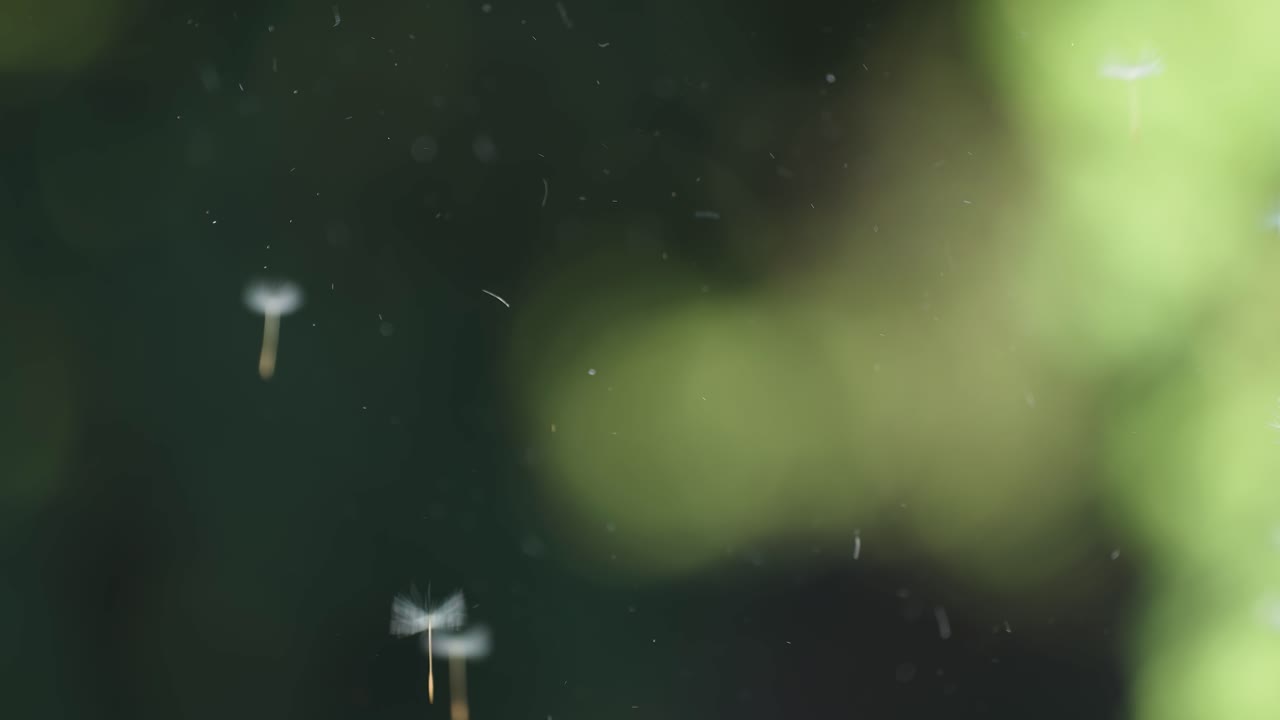 날아다니는 씨 ⁇ 이 날아가면서 암 ⁇ 의 손이 꽃다발을 들고 있습니다.