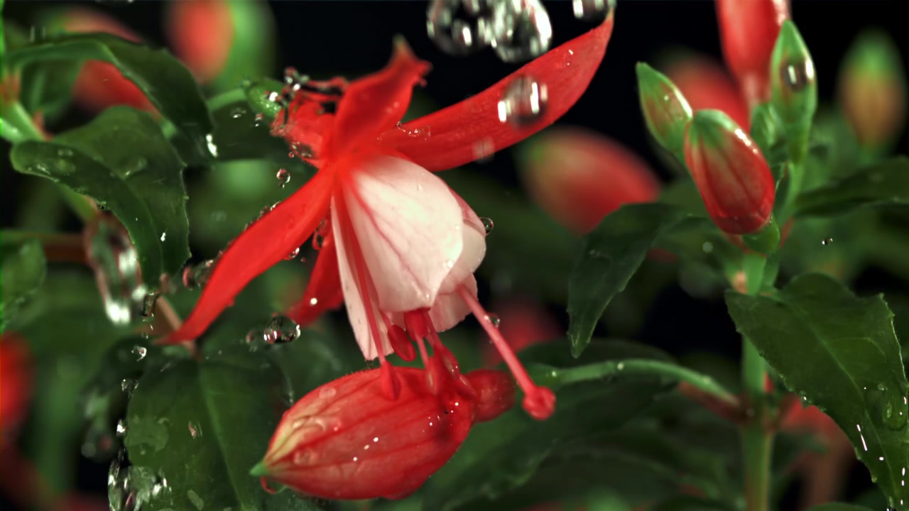 Gocce d'acqua al rallentatore su un fiore di fucsia rosso e bianco