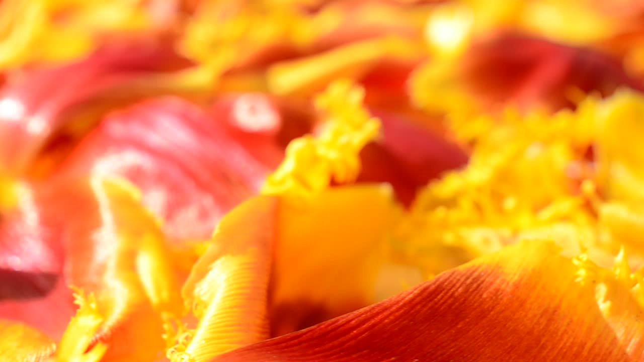 Tulipas em um fundo branco. Fundo de pétalas de tulipas.