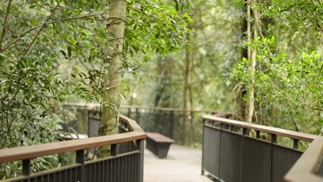 a tranquil forest walkway in dorrigo, nsw, surrounded by dense greenery and natural light, captured in a smooth camera pan