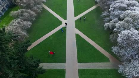 Von-Oben-Nach-Unten-Aufgenommene-Luftaufnahme-Des-Quad-Mit-Kirschbäumen-In-Voller-Blüte-An-Der-University-Of-Washington,-Etwa-2016