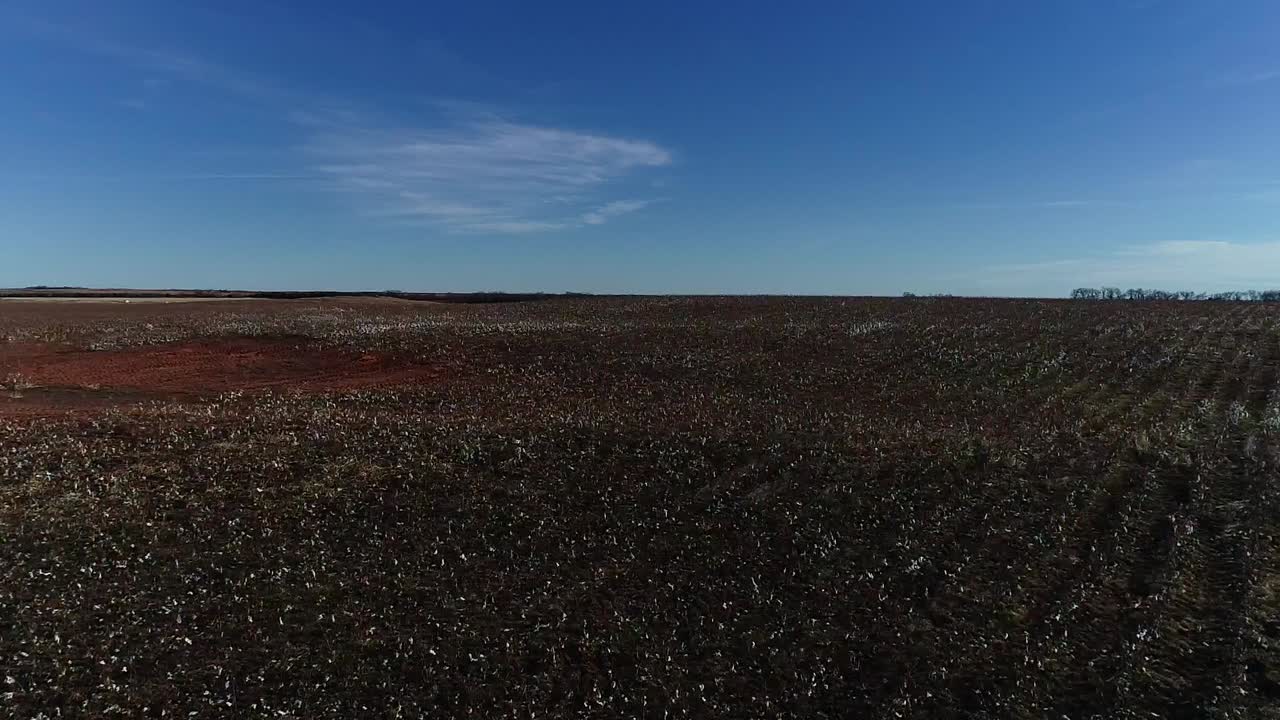 푸른 하늘을 배경으로 중서부 면화 농장의 낮은 비행 드론 공중 샷