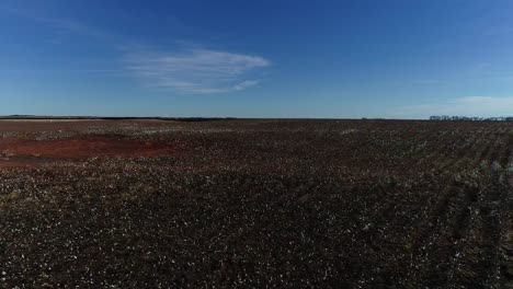 Low-flying-Drone-Aerial-shot-of-a-Midwestern-cotton-farm-field-against-a-blue-open-sky