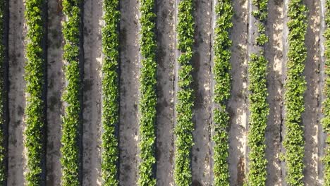 vista aérea del campo de cultivo