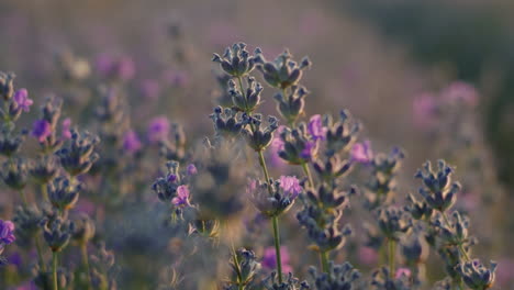 a macro close up of blooming lavender flowers glowing in the golden sunset light with a blurred background and soft focus from the warm summer field