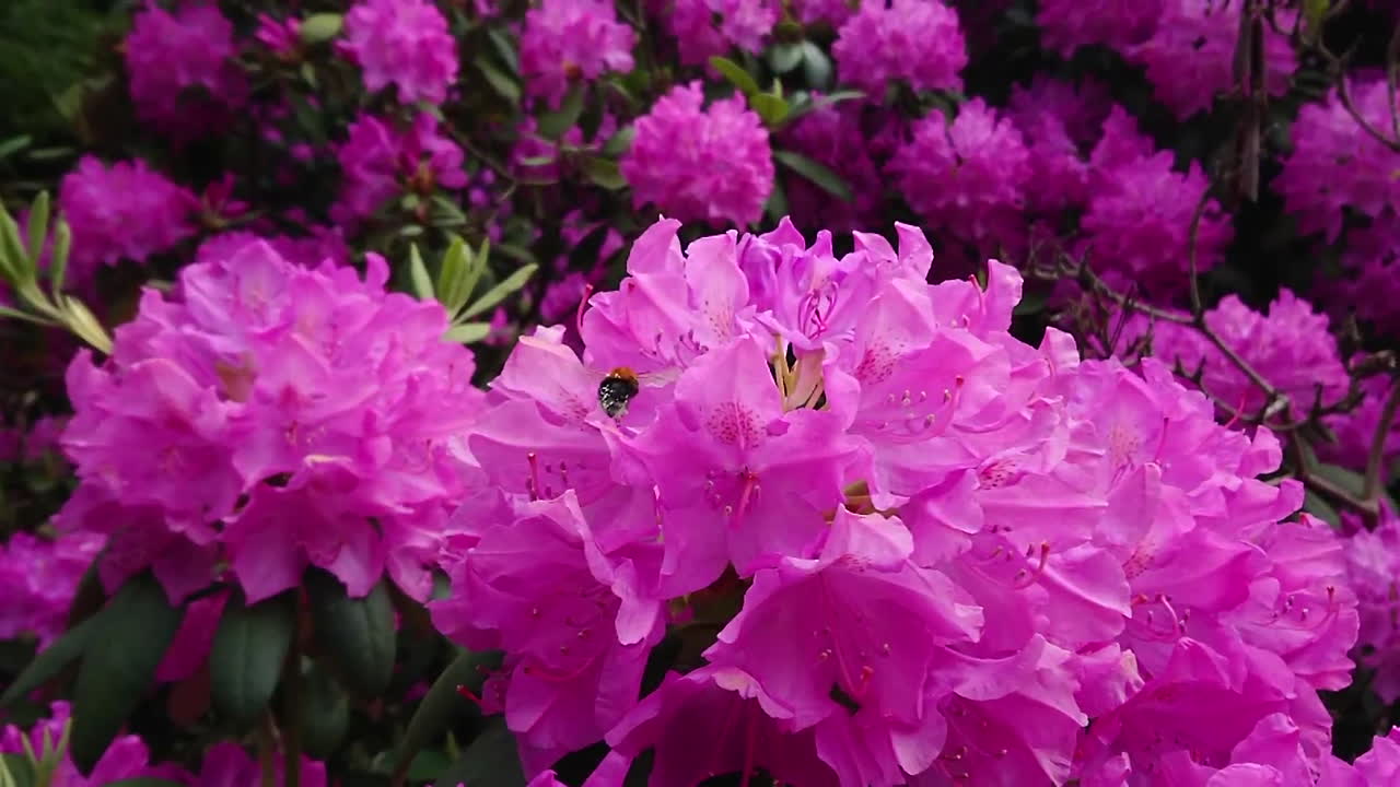 miel de abeja en vuelo a cámara lenta