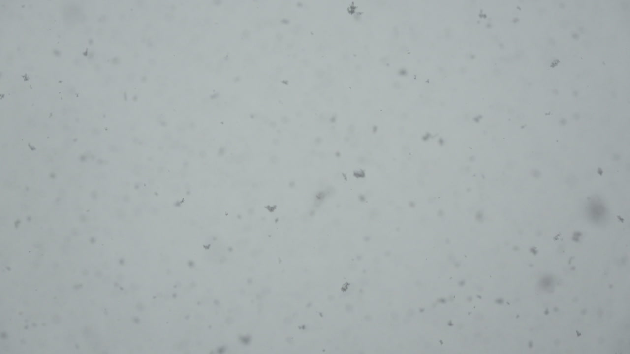 Snowflakes falling in slow motion during blizzard. Close up on heavy snowfall in total whiteout with camera movement. Monochromatic, black and white