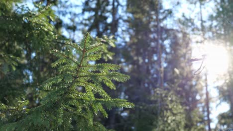 Close-up-of-fir-tree-branch-waving-in-wind-with-sun-shining-on-background