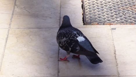 pigeon have food stuck in its beak, slow motion