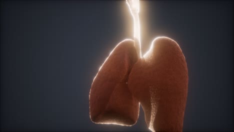 animación en 3d de los pulmones humanos