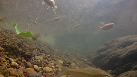 kaeng krachan national park is home to a lot of fantastic wild animals and the streams are life source of fresh water for animals to drink and for fish to swim around