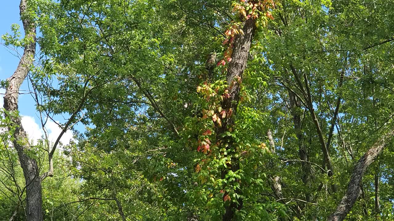 攝影機從後院的樹木和葡萄樹垂直移動