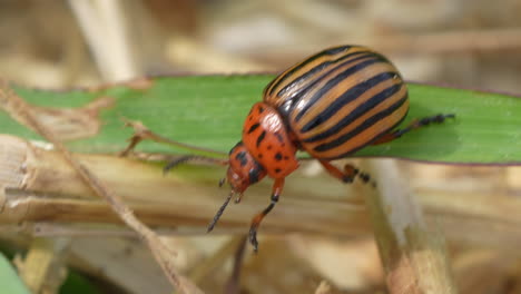 Macro-shot-of-climbing-Colorado-potato-beetle-on-stalk-and-culm-during-sunny-day-in-nature,4k-shot