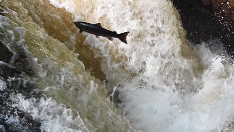 Beautiful-large-Atlantic-Salmon-Leaping-the-waterfall-trying-to-get-to-the-spawning-grounds-in-a-fast-flowing-river-in-Perthshire,-Scotland--Slow-motion-static-shot