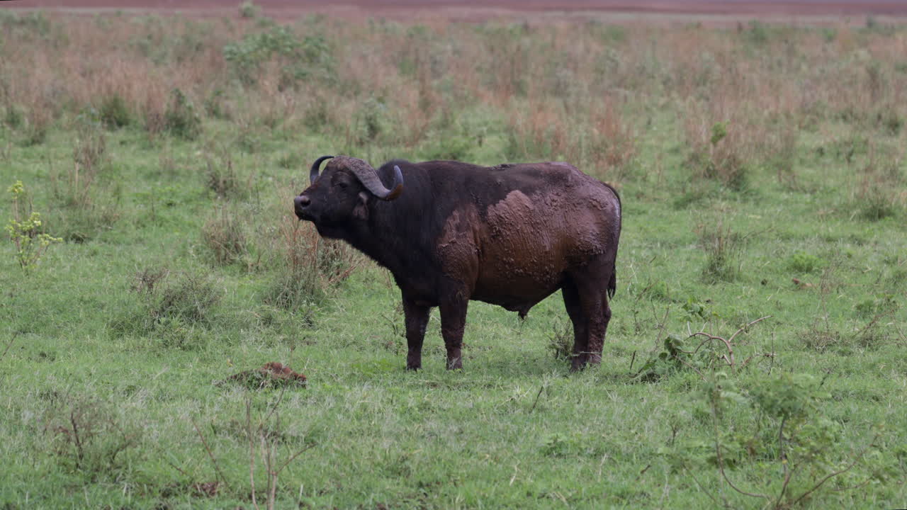 호수 manyara_muddy 케이프 버팔로 서 비에