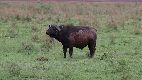 lago manyara_muddy cape buffalo parado bajo la lluvia