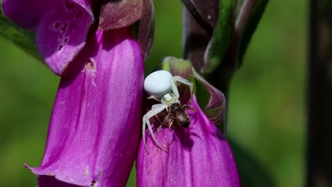araña cangrejo de flor, misumena vatia comiendo una pequeña avispa en la flor de dedo de zorro