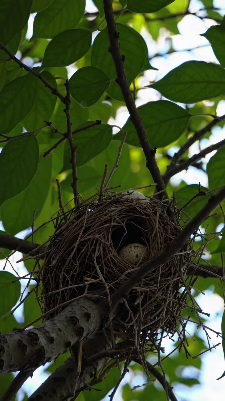 A close-up video captures a bird's nest with eggs, shot from a low angle, framed by lush green