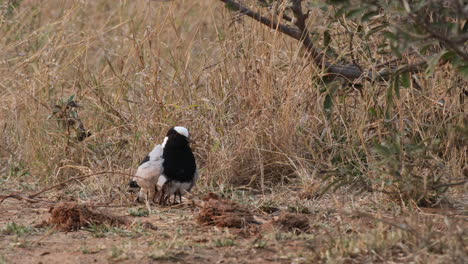 blacksmith lapwing chick hiding under its mother's wing on the ground