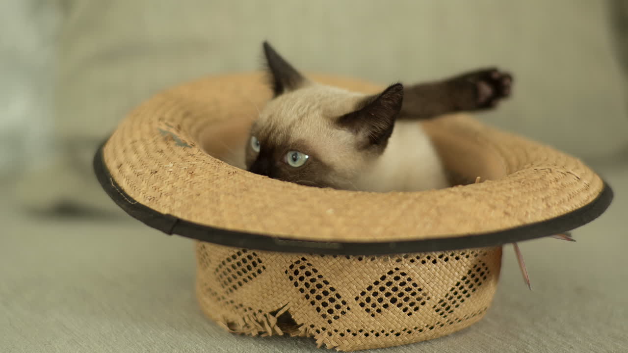 gattino con un cappello di paglia