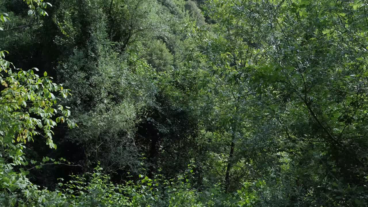 fondo de ramas de árboles