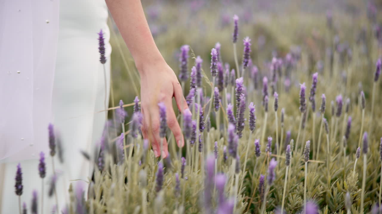 mano, flor de lavanda y mujer caminando en el jardín