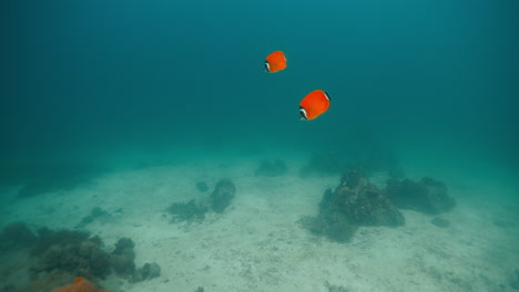 two orange fantail fish in underwater coral reef