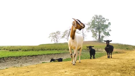 black bengal goat herd following white goat in rural india countryside, slow motion