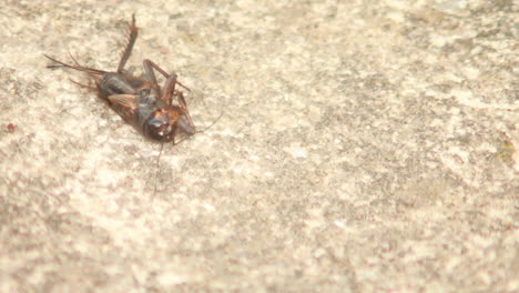 Dead-Grasshopper-on-a-stone-surface-with-insects-crawling-around