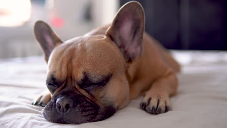 Schläfrige-Französische-Bulldogge,-Die-Auf-Dem-Bett-Liegt