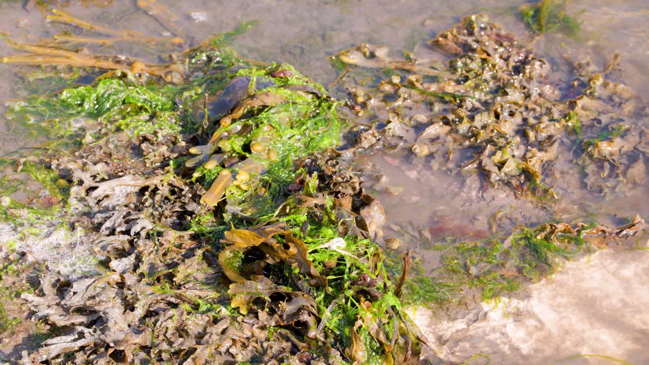 Sunlit ocean water flows over kelp, green algae, and rocks at the shoreline. The camera remains steady, capturing gentle wave movement and natural textures