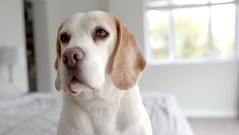 close up of pet dog sitting on bed at home, slow motion