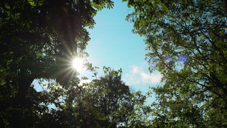 sun shining through threes in a park at a sunny blue day