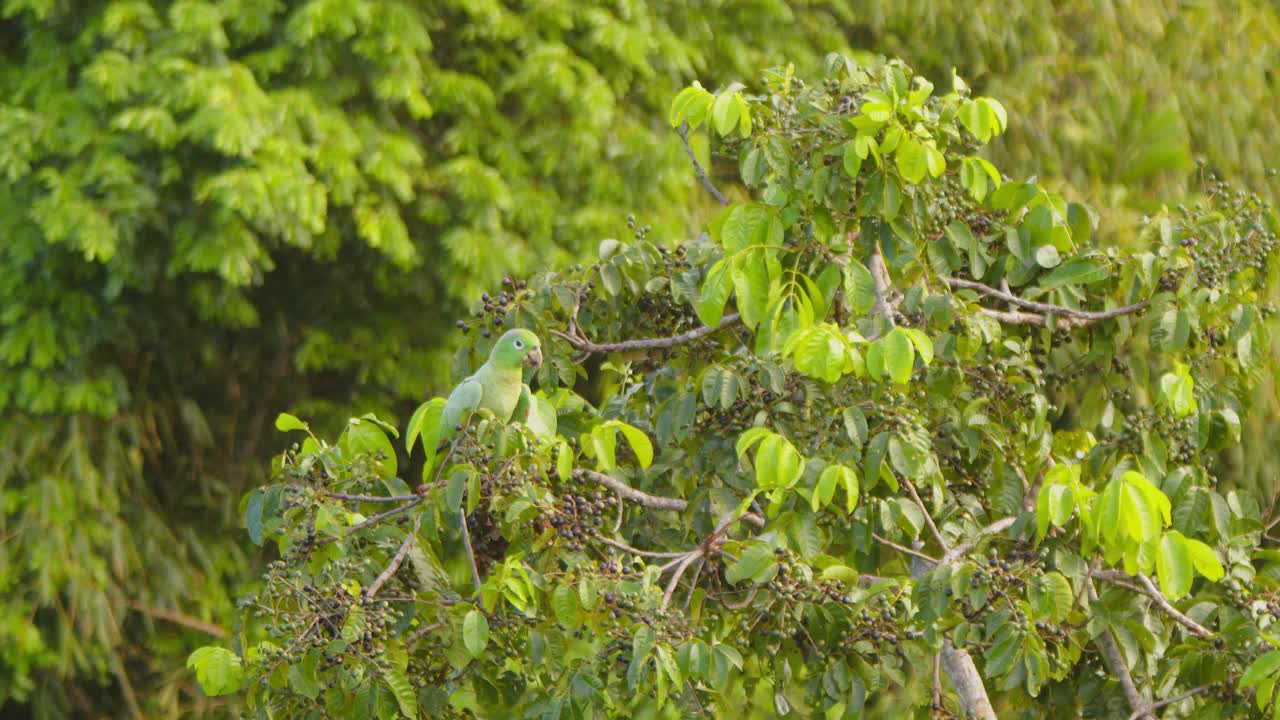 In Peru’s jungle, a Mealy Parrot sits peacefully in the foliage, nibbling fruit in the morning sunshine.