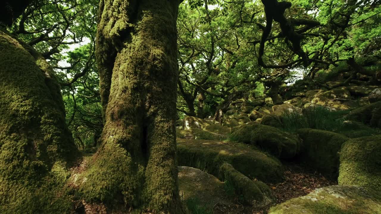 pan de un roble cubierto de musgo a través de un bosque profundo y antiguo, wistman's woods, dartmoor, devon, inglaterra