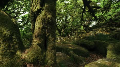 pan from a moss-covered oak through a deep and ancient forest, wistman's woods, dartmoor, devon, england